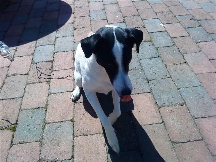 Dansk svensk gaardhund Bernhard - Er han ikke bare dejlig en lille charmetrold hehe billede 1