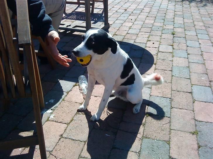 Dansk svensk gaardhund Bernhard - Vi er ved at male bord og selfølgelig kom halen for langt frem så han hed plet resten af dagen hehe billede 2
