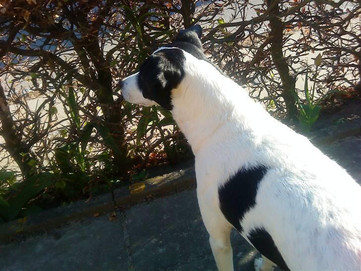 Dansk svensk gaardhund Bernhard - hmmm... hvad mon der er på den anden side  billede 3