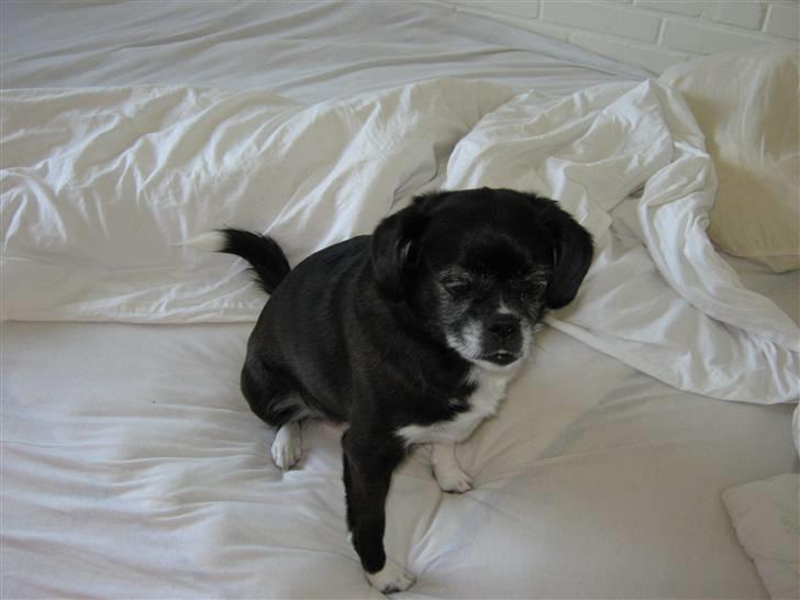 Blanding af racer Juni billede 2