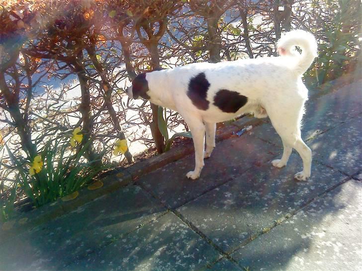 Dansk svensk gaardhund Bernhard billede 4