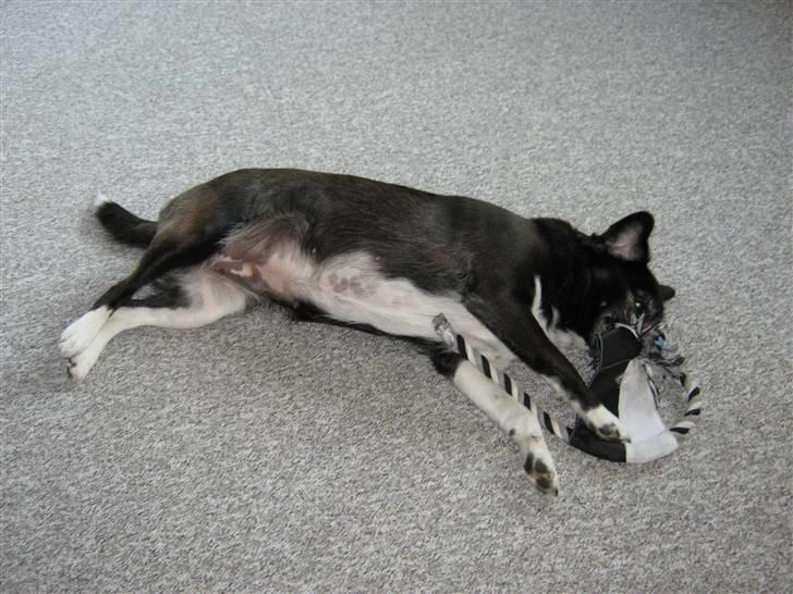 Blanding af racer Juni billede 3