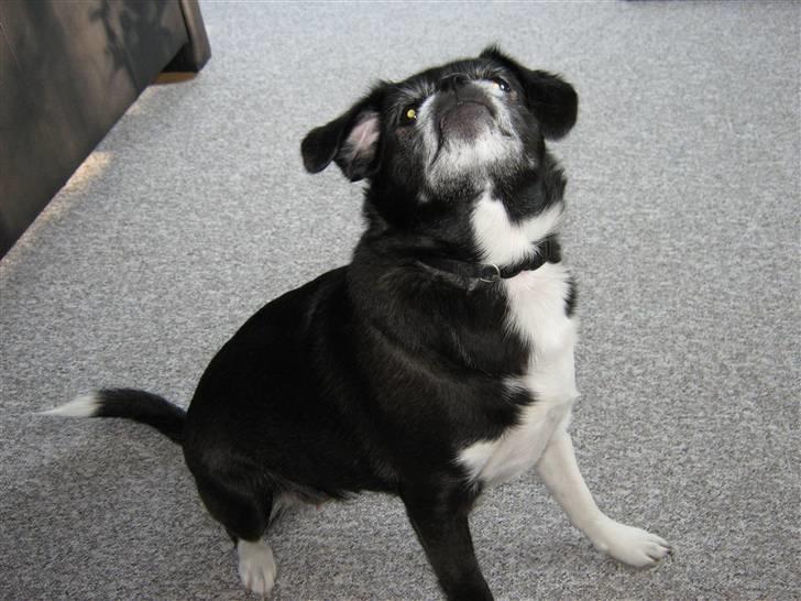 Blanding af racer Juni billede 4