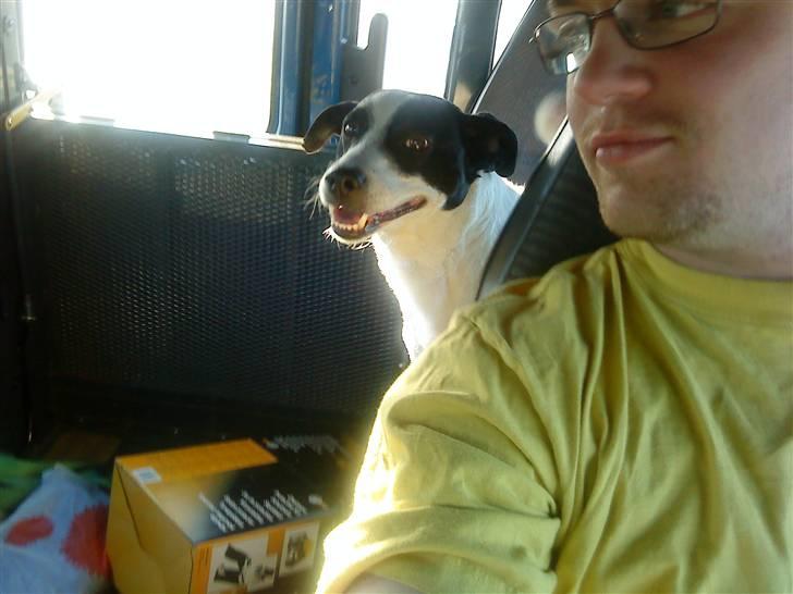 Dansk svensk gaardhund Bernhard billede 5