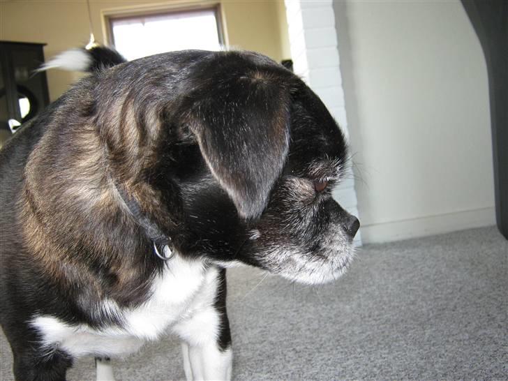 Blanding af racer Juni billede 7