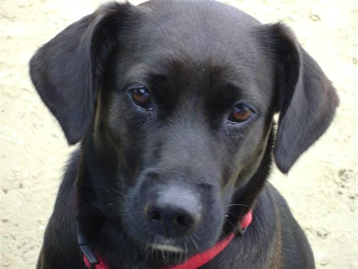 Blanding af racer Tøsen billede 1