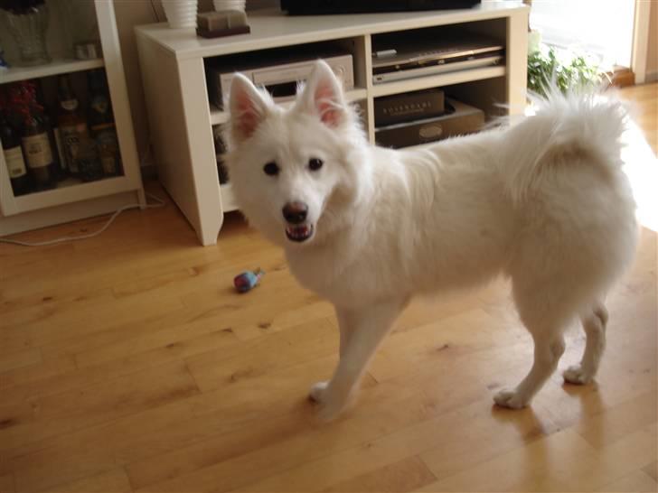 Japansk spids missy billede 1