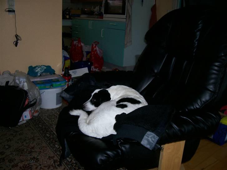 Dansk svensk gaardhund Bernhard - her er han i hans bedste potion billede 6