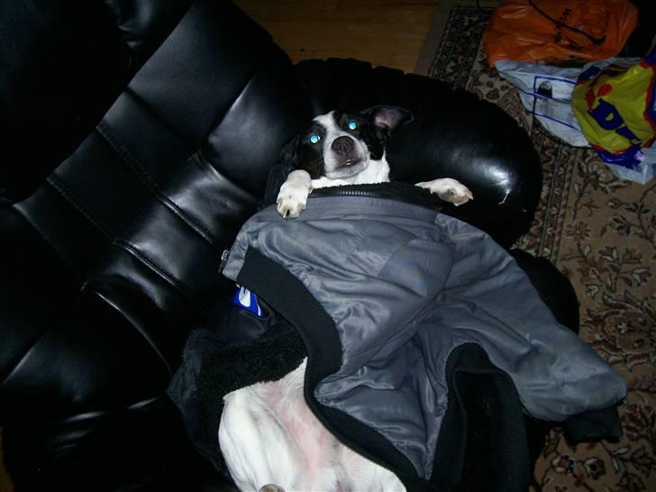 Dansk svensk gaardhund Bernhard - ahh dejligt med en varm arbejds jakke  billede 7