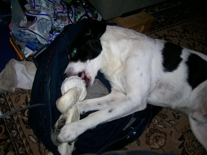 Dansk svensk gaardhund Bernhard - mmmm mums dejligt ben billede 8