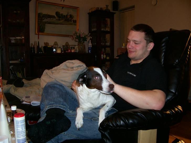 Dansk svensk gaardhund Bernhard - jeg må godt række tunge til kameraret  billede 9