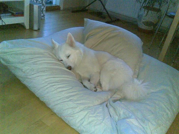 Japansk spids missy billede 2