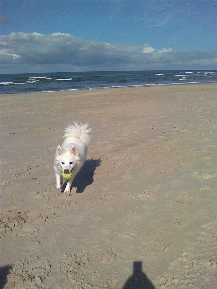 Japansk spids missy billede 3