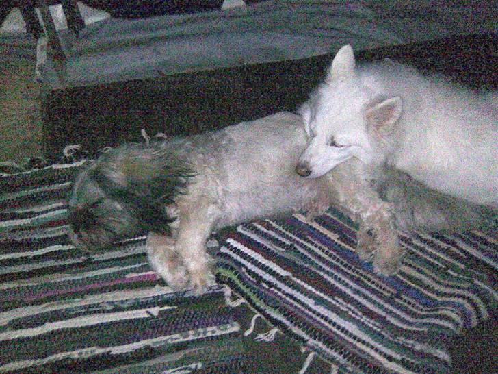 Japansk spids missy billede 4