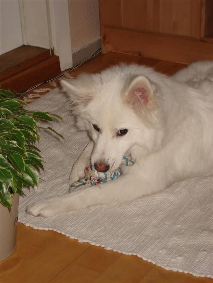 Japansk spids missy billede 5