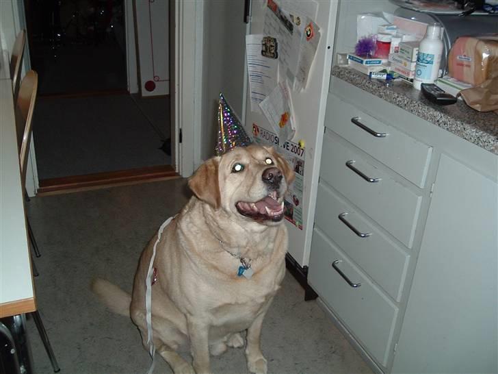 Labrador retriever Piv, aflivet 04-04-12 - 11. så er der nytårsfest :P billede 11