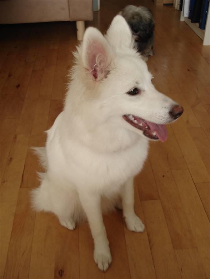 Japansk spids missy billede 6