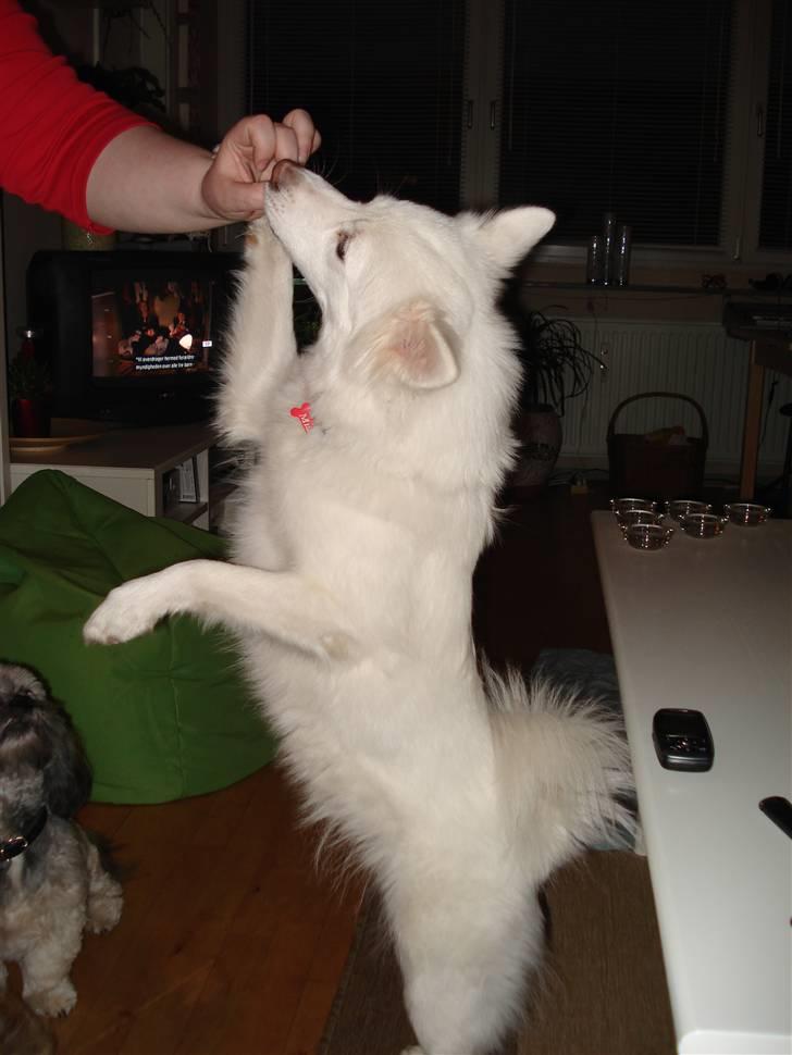 Japansk spids missy billede 7