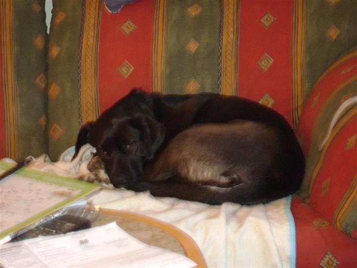 Blanding af racer Tøsen billede 2