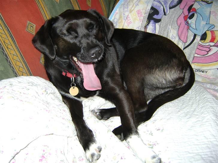 Blanding af racer Tøsen billede 3