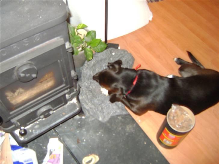 Blanding af racer Tøsen billede 4