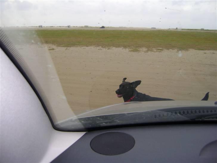 Blanding af racer Tøsen billede 7