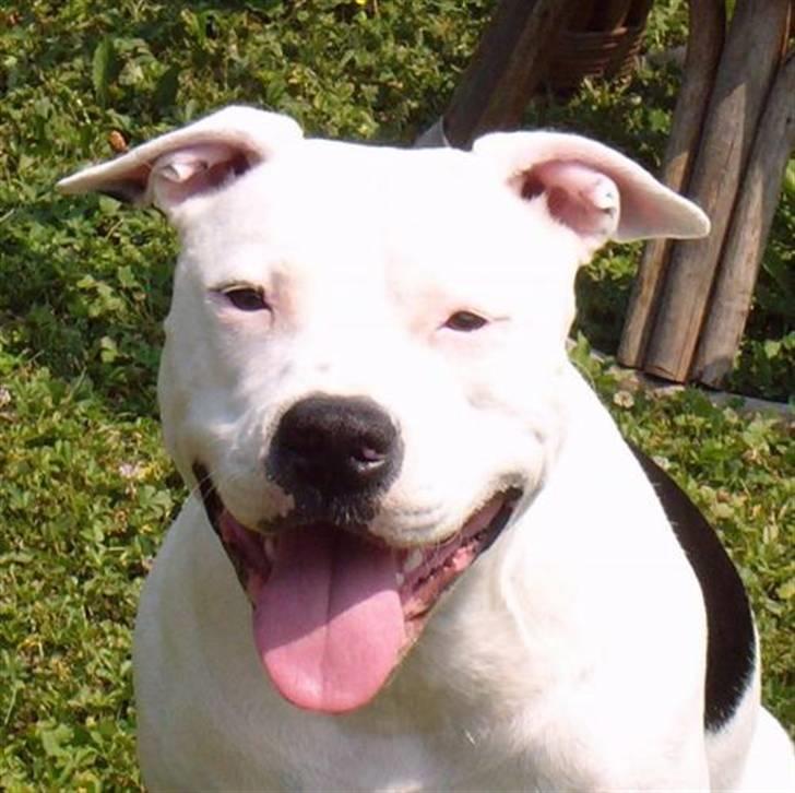 Amerikansk staffordshire terrier Amy R.I.P billede 3