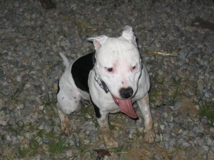 Amerikansk staffordshire terrier Amy R.I.P billede 4