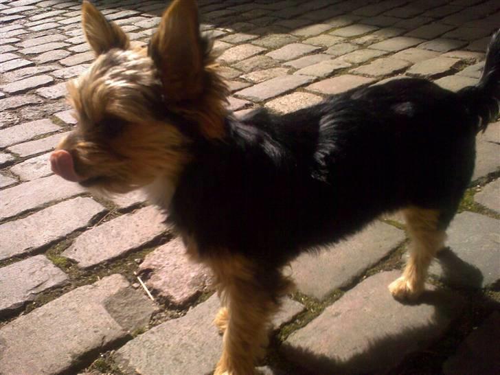 Yorkshire terrier cookie - Cookie 9 mdr. billede 6