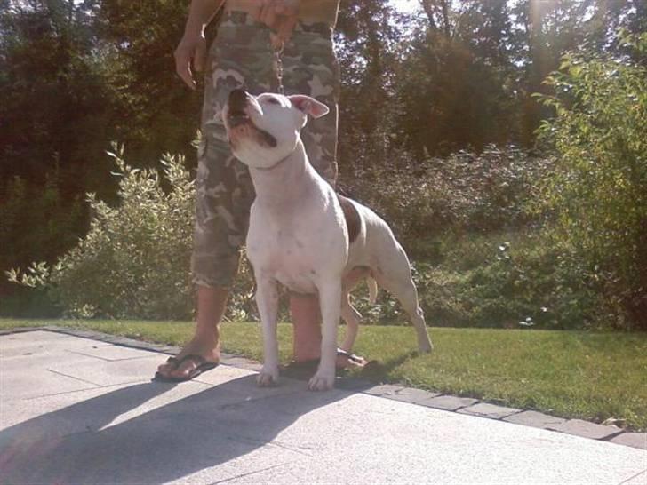 Amerikansk staffordshire terrier Amy R.I.P billede 5