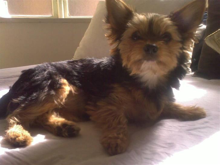 Yorkshire terrier cookie billede 7