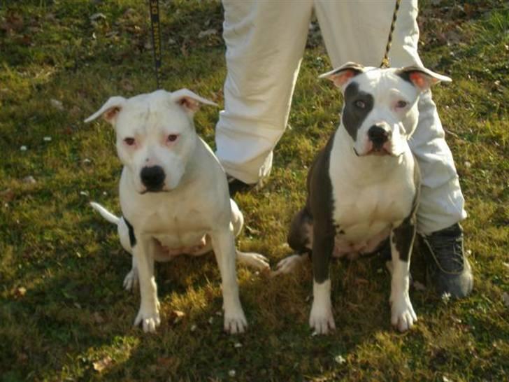 Amerikansk staffordshire terrier Amy R.I.P billede 7