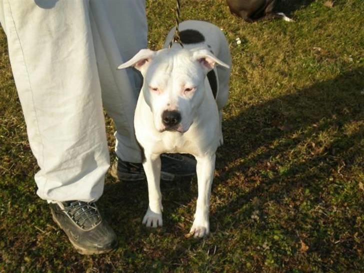 Amerikansk staffordshire terrier Amy R.I.P billede 8