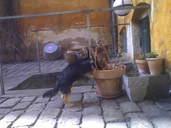 Yorkshire terrier cookie - Tid til havearbejde billede 10