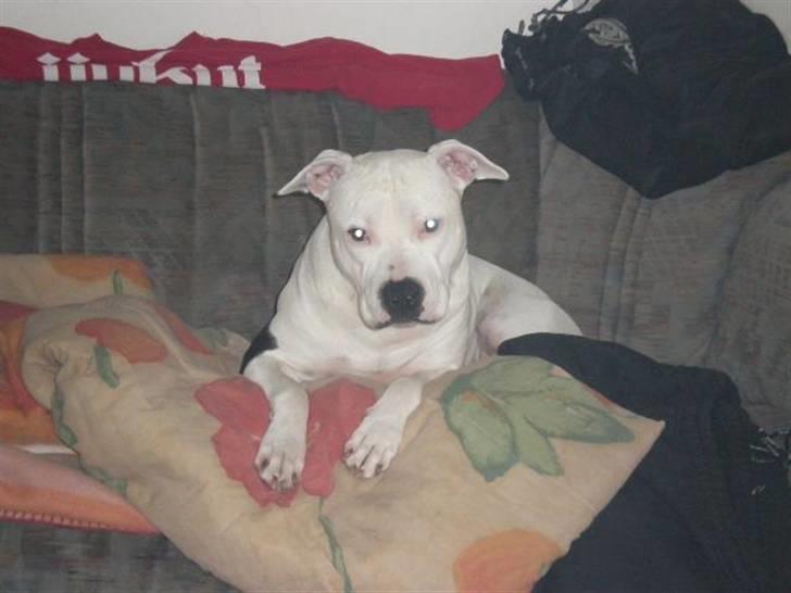 Amerikansk staffordshire terrier Amy R.I.P billede 9