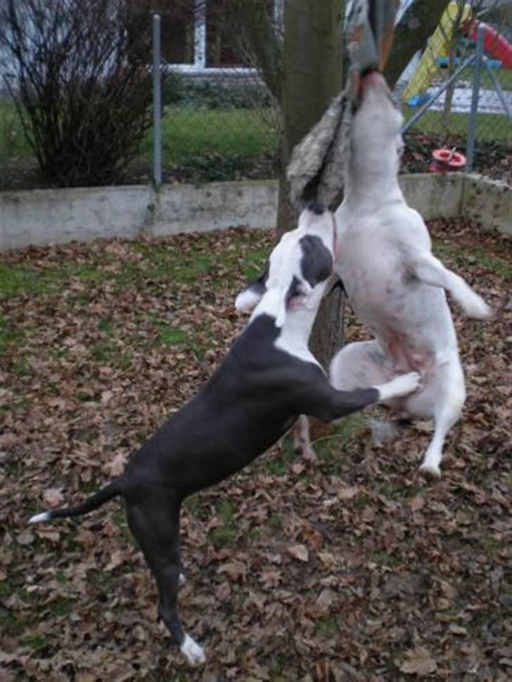 Amerikansk staffordshire terrier Amy R.I.P billede 10