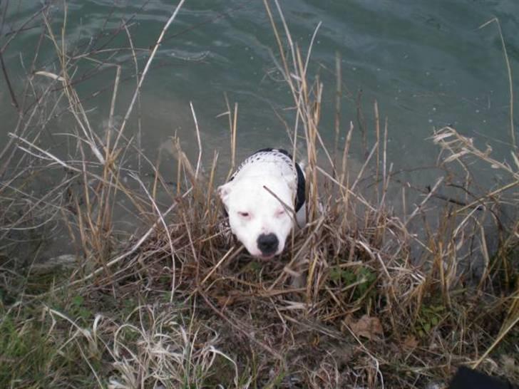 Amerikansk staffordshire terrier Amy R.I.P billede 11