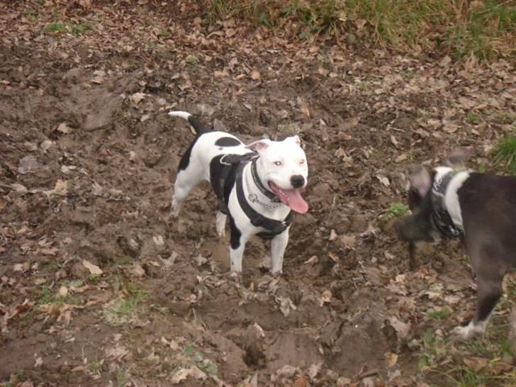 Amerikansk staffordshire terrier Amy R.I.P billede 17