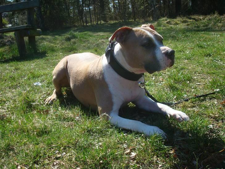 Amerikansk staffordshire terrier Jack billede 1