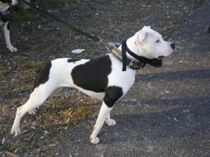 Amerikansk staffordshire terrier Amy R.I.P billede 20