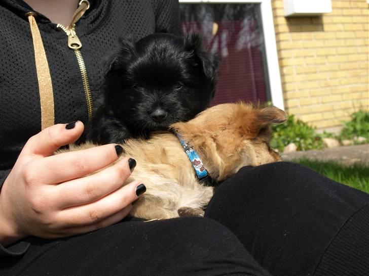 Blanding af racer Bamse billede 7