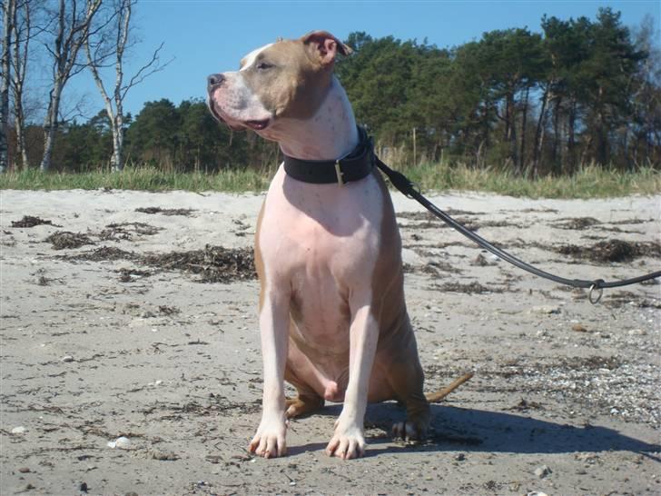 Amerikansk staffordshire terrier Jack billede 5