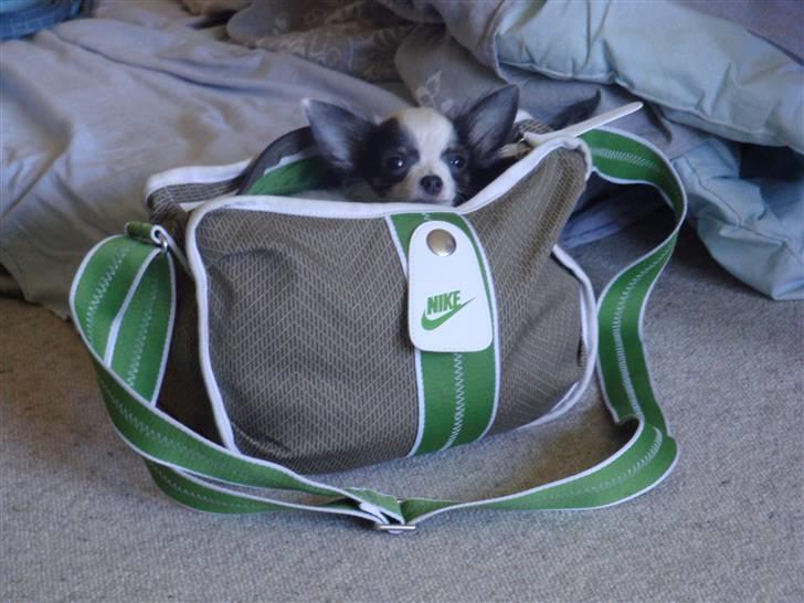 Chihuahua Baloo billede 16