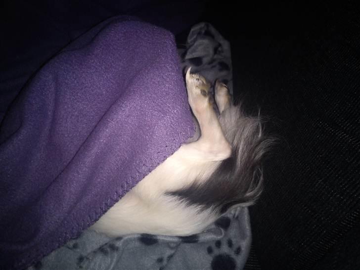 Chihuahua Baloo billede 17