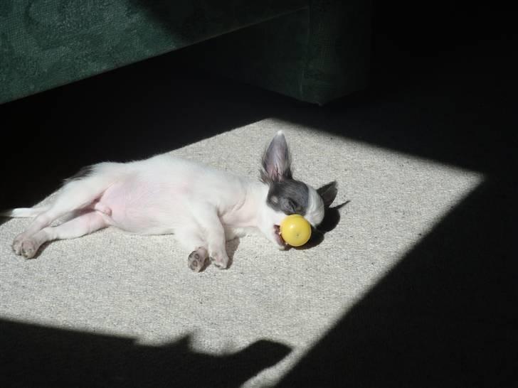 Chihuahua Baloo billede 18