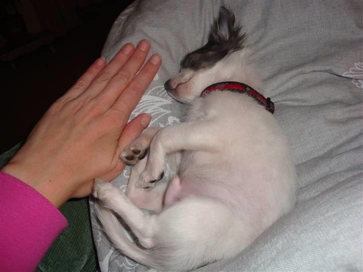 Chihuahua Baloo billede 19