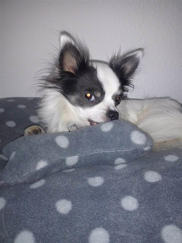 Chihuahua Baloo billede 20