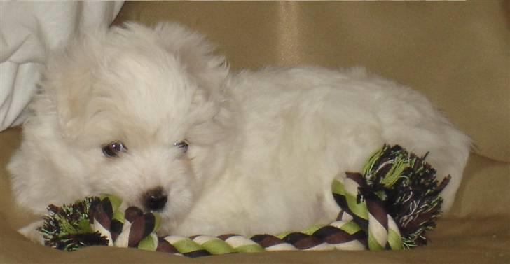 Coton de tulear Jegums Princess Becca - becca 5uger :) billede 15
