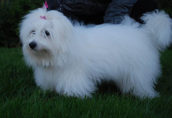 Coton de tulear Jegums Princess Becca - fiiin :) 6 måneder gammel billede 16