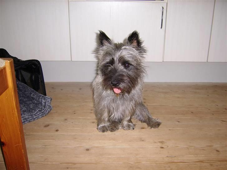Cairn terrier .•:*¨¨*:•.Olli.•:*¨¨*:• billede 5